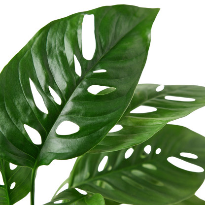 Monstera Adansonii 'Swiss Cheese' Live Plant