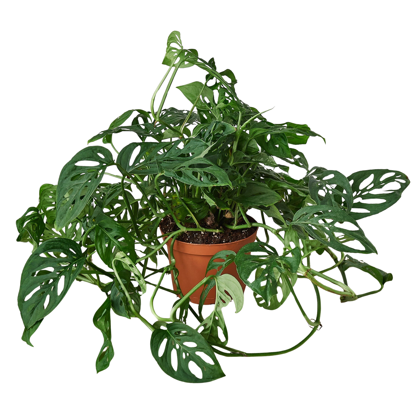 Monstera Adansonii 'Swiss Cheese' Live Plant