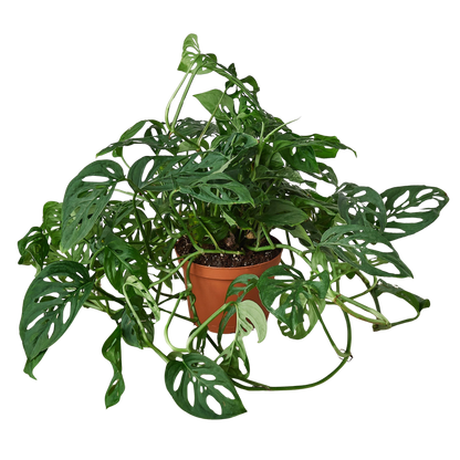Monstera Adansonii 'Swiss Cheese' Live Plant