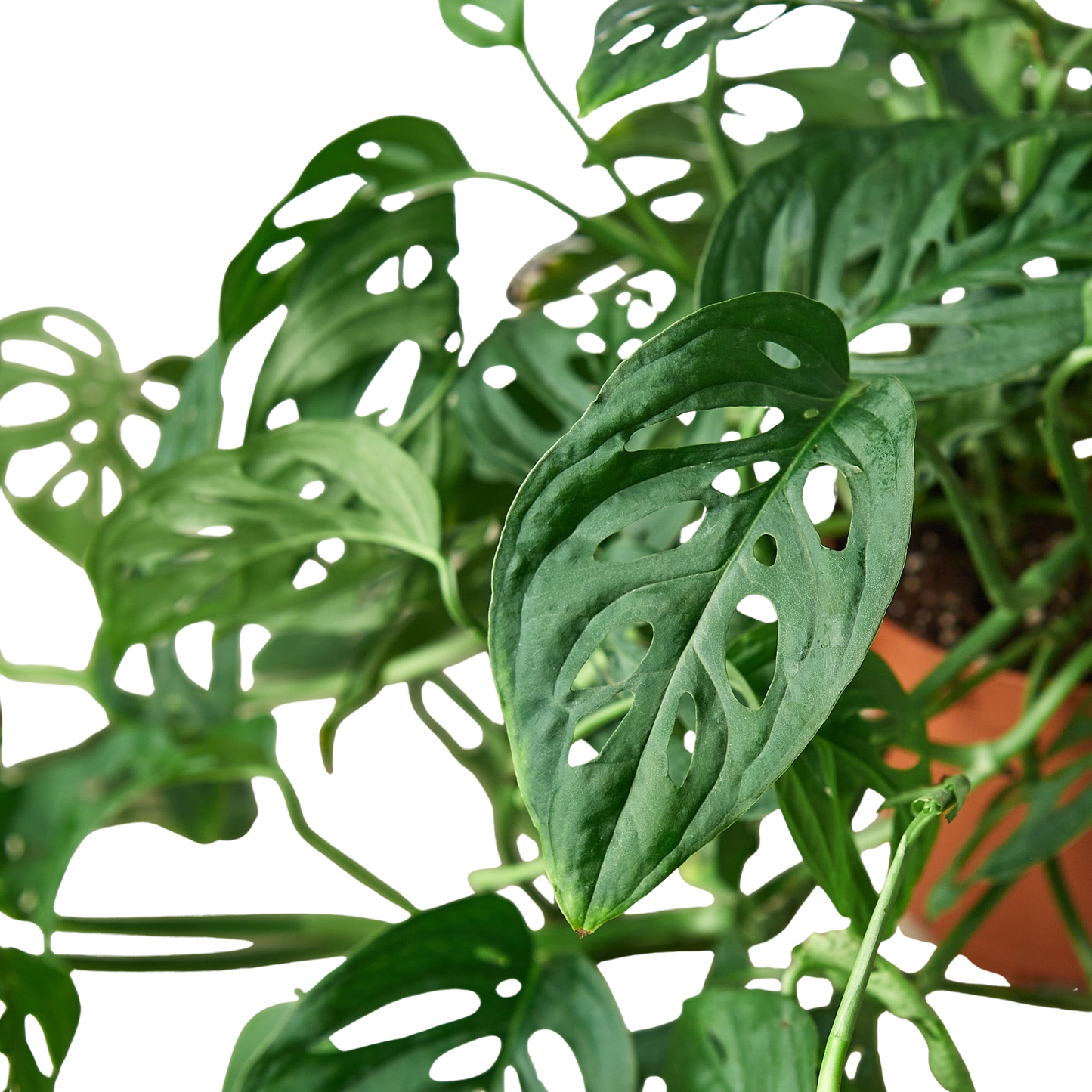 Monstera Adansonii 'Swiss Cheese' Live Plant