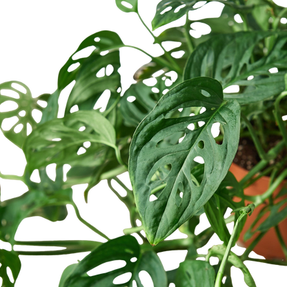 Monstera Adansonii 'Swiss Cheese' Live Plant