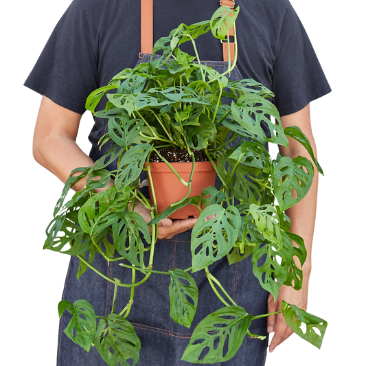 Monstera Adansonii 'Swiss Cheese' Live Plant