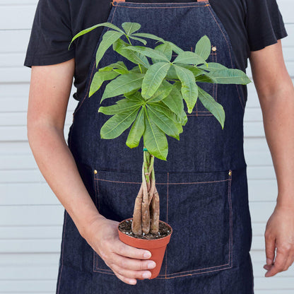 Money Tree 'Braided' Pachira – Live Plant