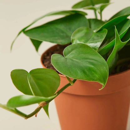 Philodendron Cordatum 'Heartleaf' Live Plant