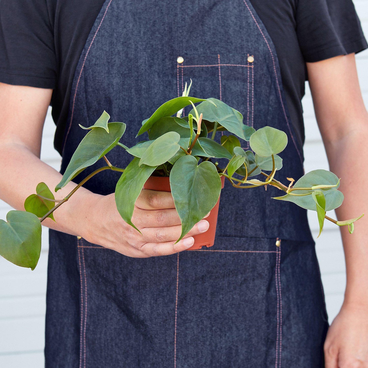 Philodendron Cordatum 'Heartleaf' Live Plant