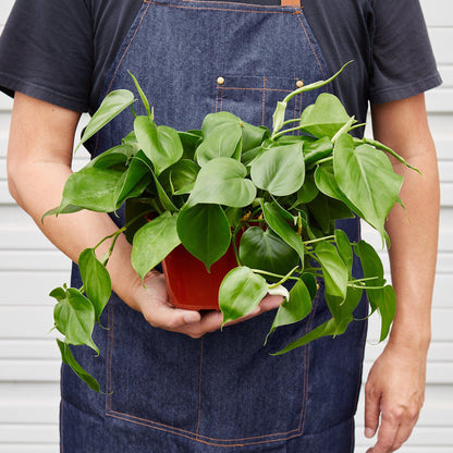 Philodendron Cordatum 'Heartleaf' Live Plant