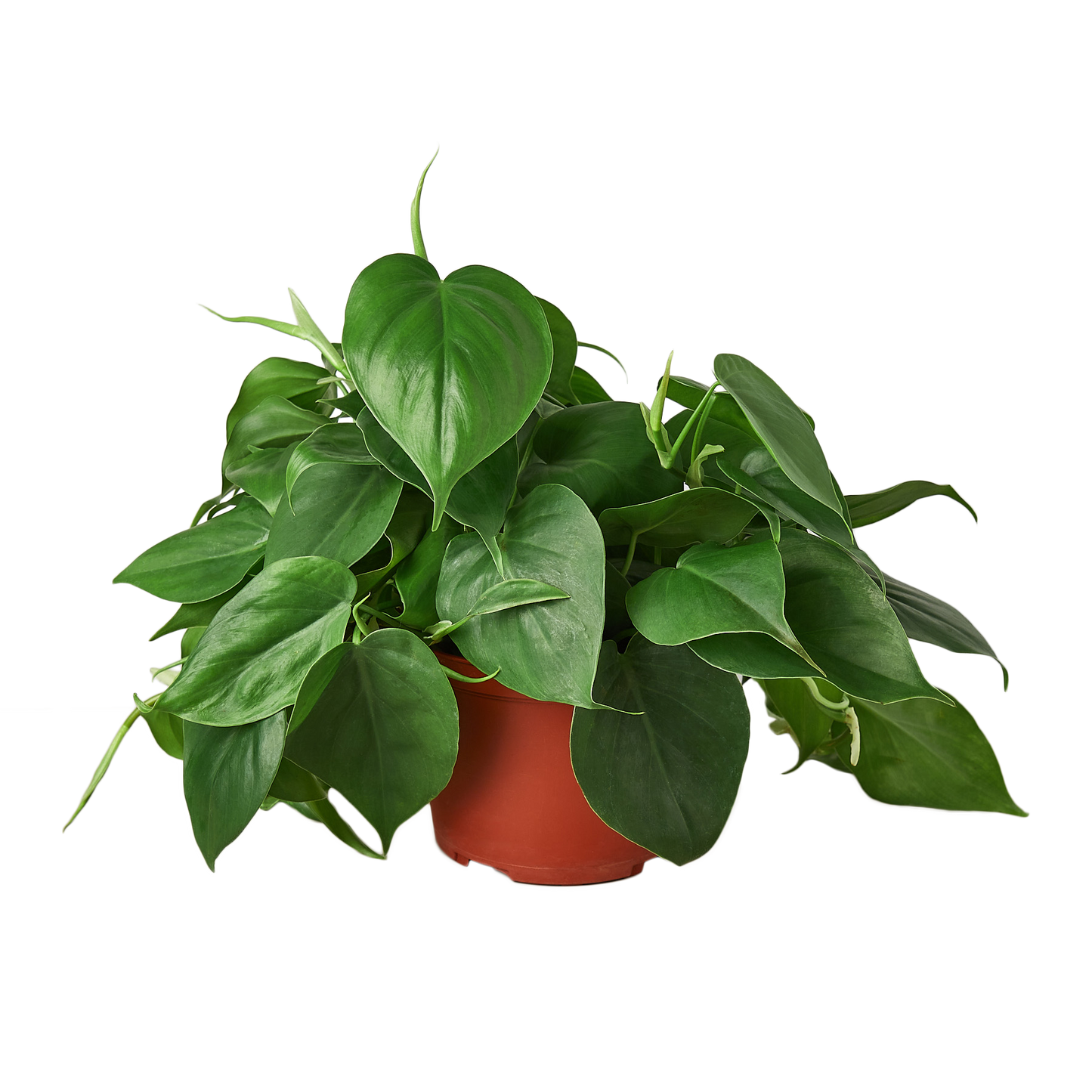 Philodendron Cordatum 'Heartleaf' Live Plant
