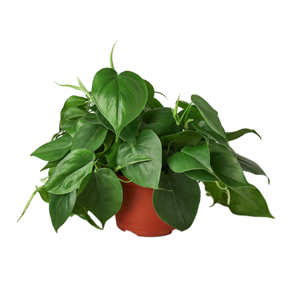 Philodendron Cordatum 'Heartleaf' Live Plant