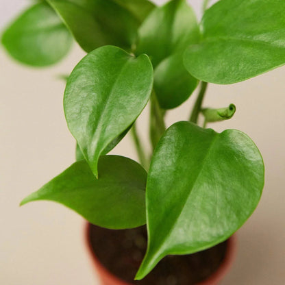 Monstera Deliciosa Split-Leaf Live Plant