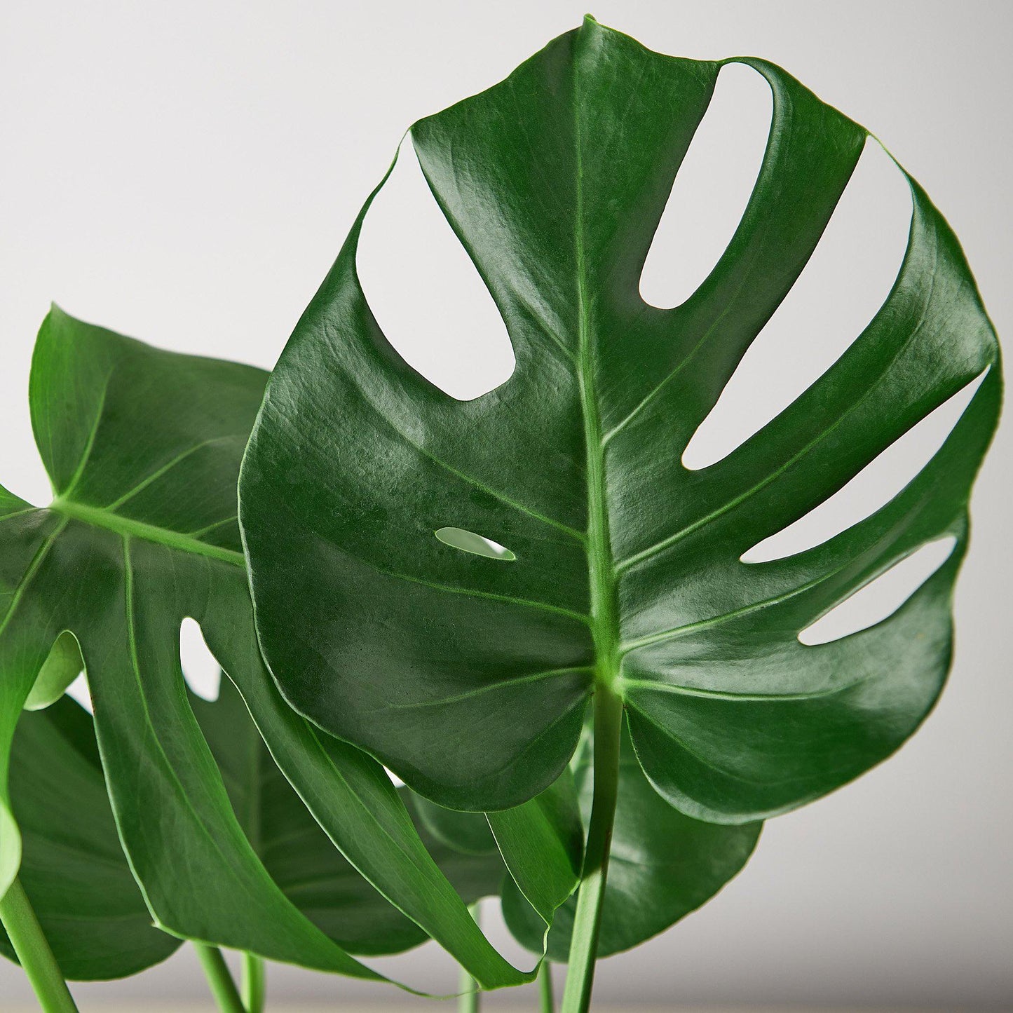 Monstera Deliciosa Split-Leaf Live Plant