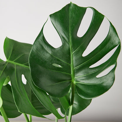 Monstera Deliciosa Split-Leaf Live Plant