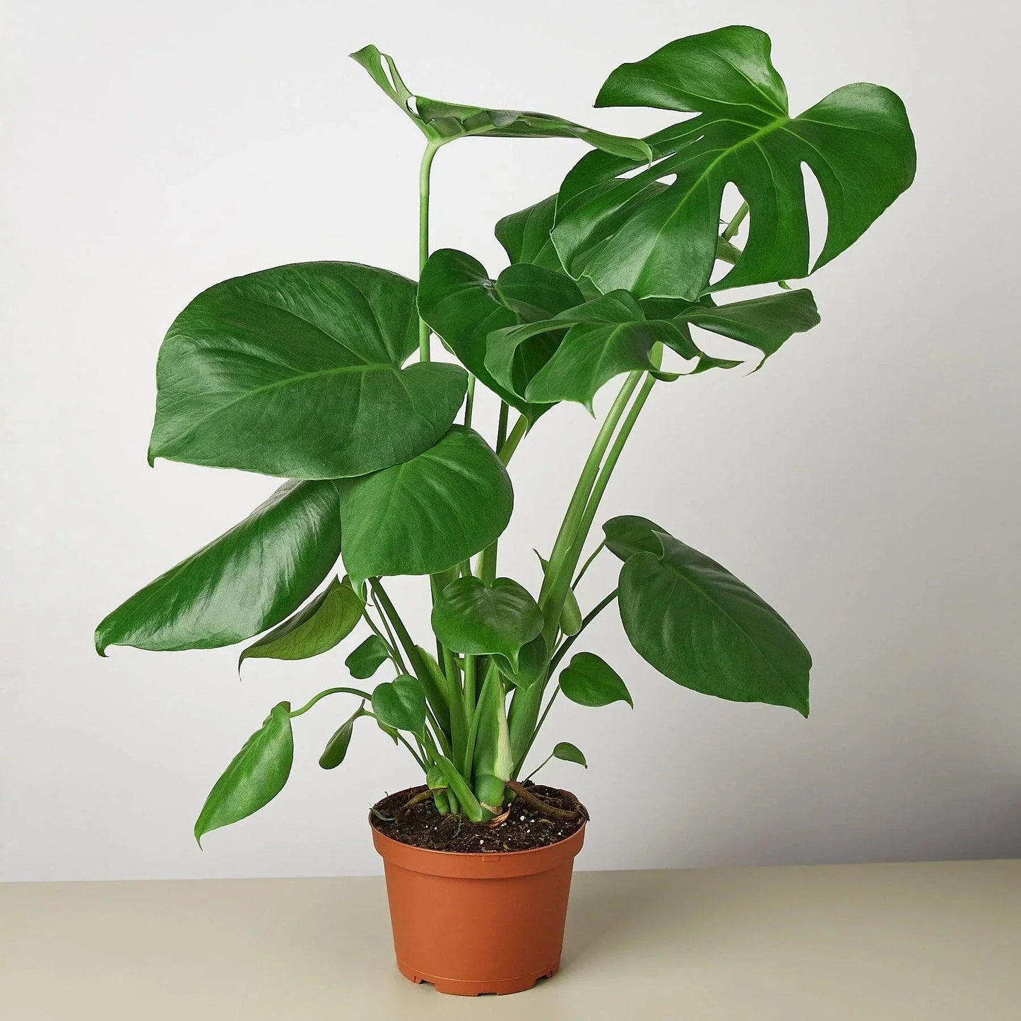 Monstera Deliciosa Split-Leaf Live Plant