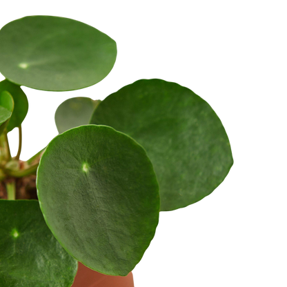 Pilea Peperomioides 'Chinese Money Plant'