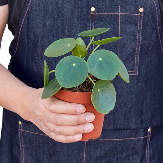 Pilea Peperomioides 'Chinese Money Plant'