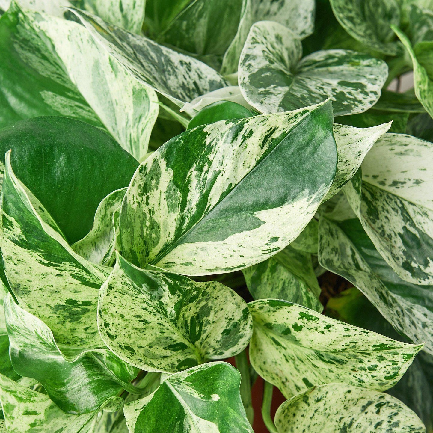 Pothos 'Marble Queen' Live Plant