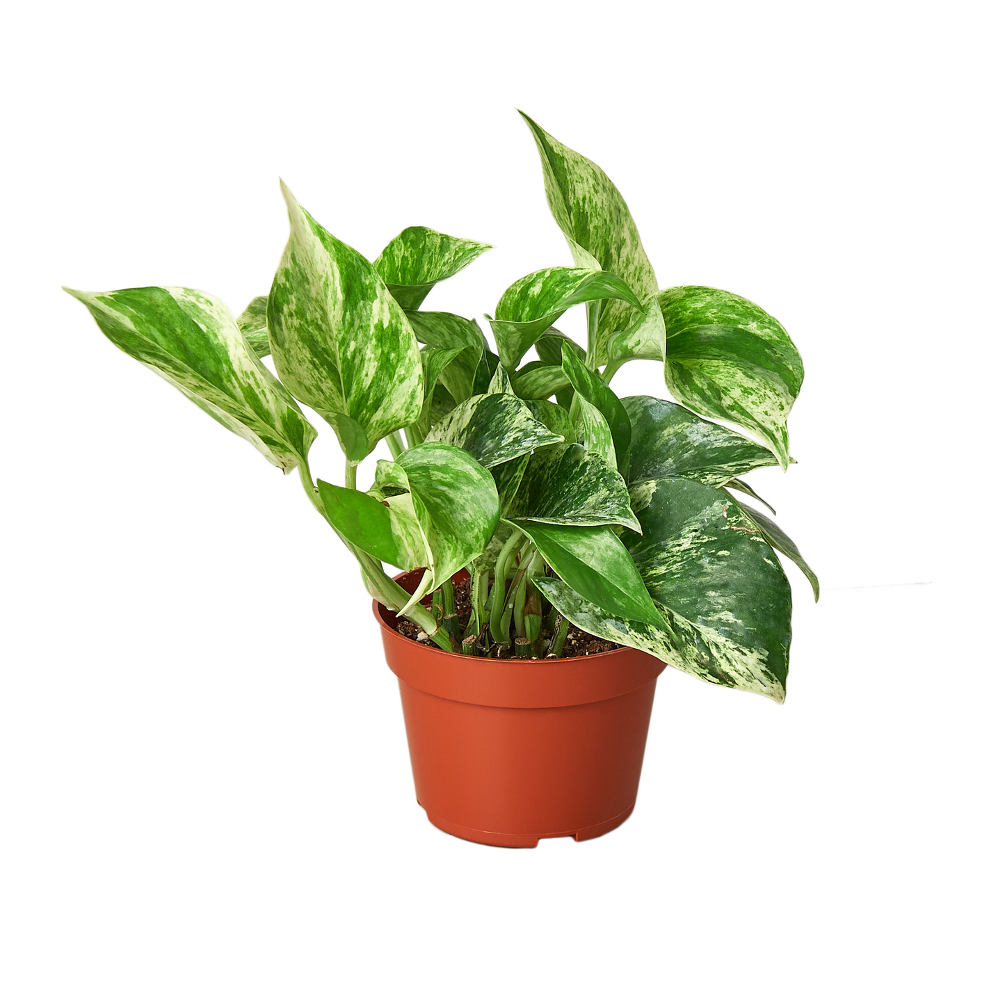 Pothos 'Marble Queen' Live Plant