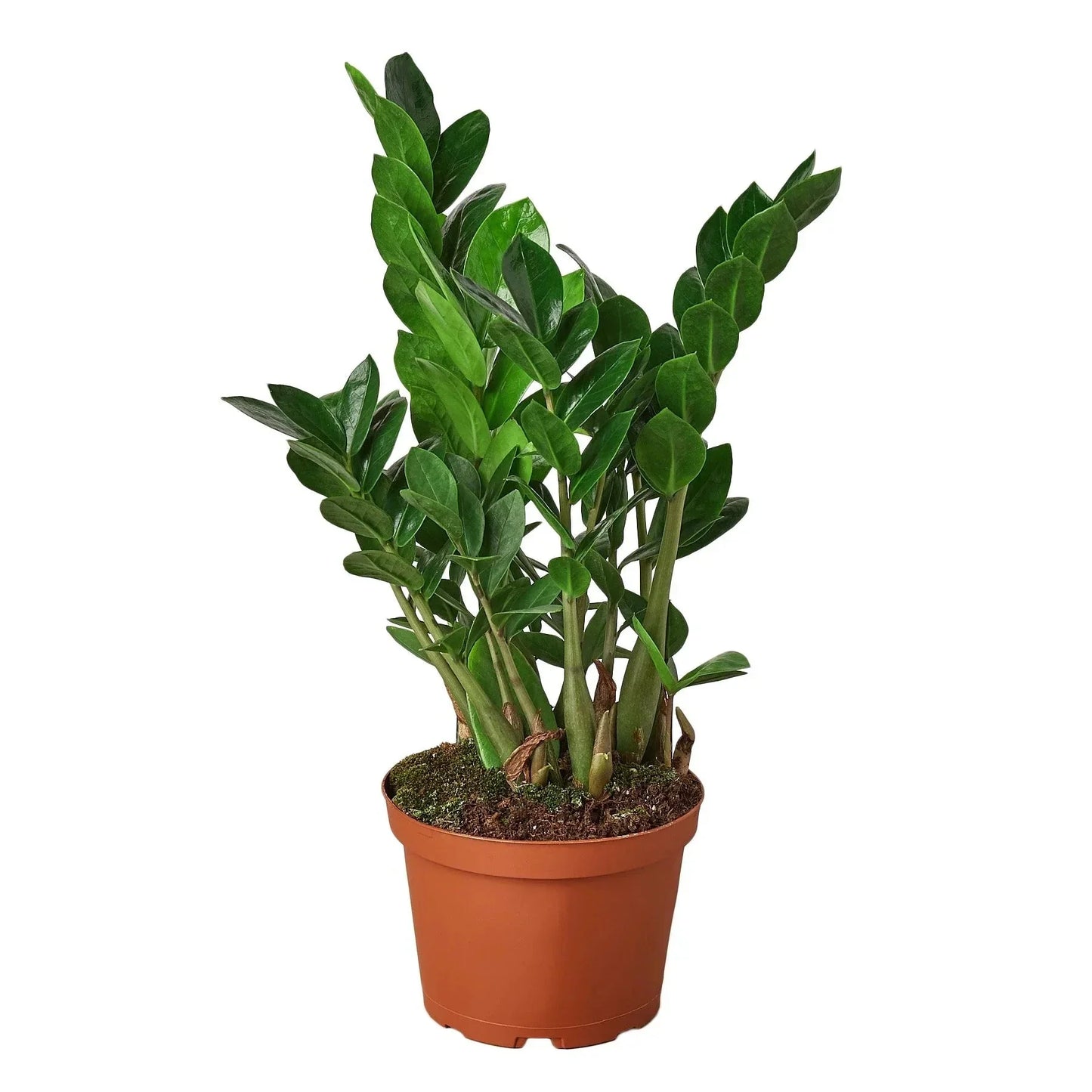 ZZ Plant (Zamioculcas Zamiifolia) Live Plant