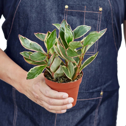 Peperomia 'Ginny' Live Plant