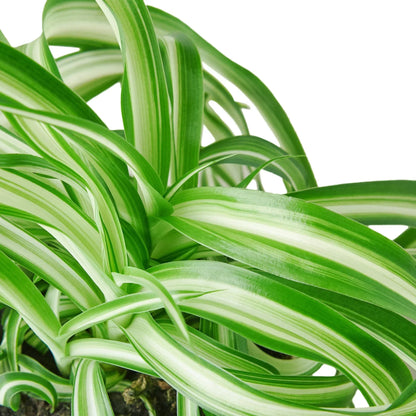 Spider Plant 'Bonnie' – Curly Leaf Houseplant