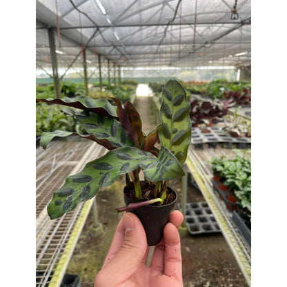 Calathea Lancifolia 'Rattlesnake' Plant