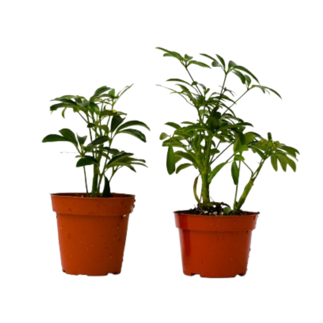 Schefflera Variety Pack – 2 Live Plants, 4" Pots