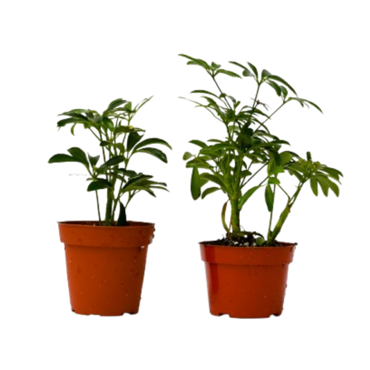 Schefflera Variety Pack – 2 Live Plants, 4" Pots