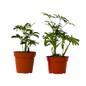 Schefflera Variety Pack – 2 Live Plants, 4" Pots