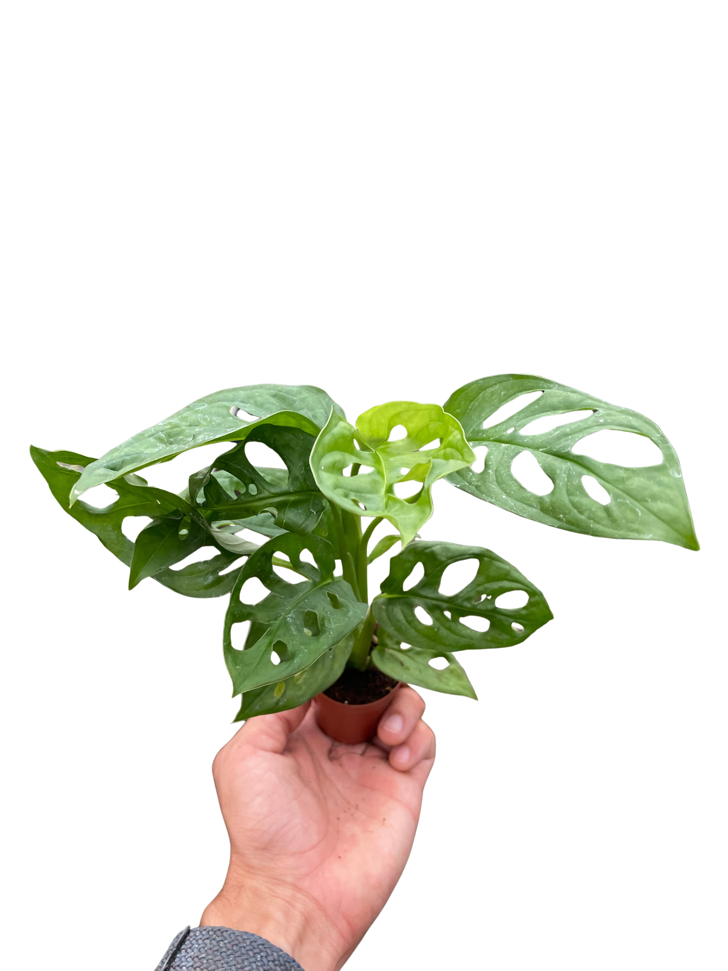 Monstera Adansonii 'Swiss Cheese' Live Plant