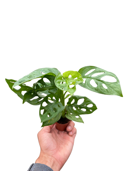Monstera Adansonii 'Swiss Cheese' Live Plant