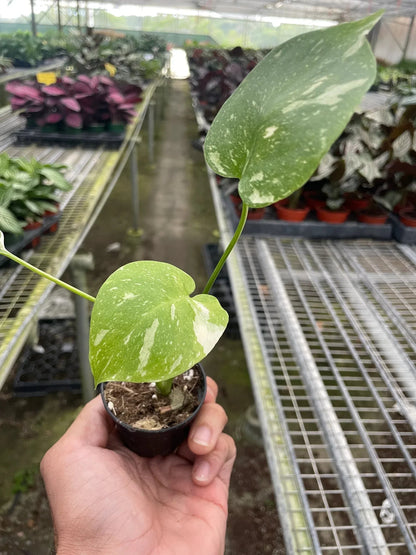 Monstera 'Thai Constellation' – Rare Variegated