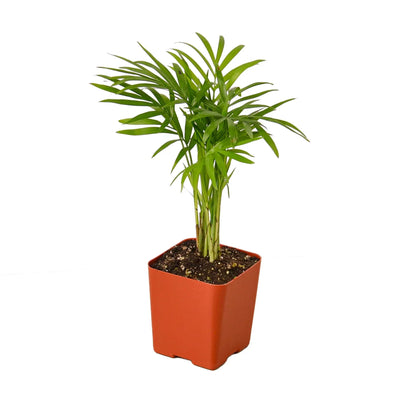 Parlor Palm Live Plant – Pet-Safe
