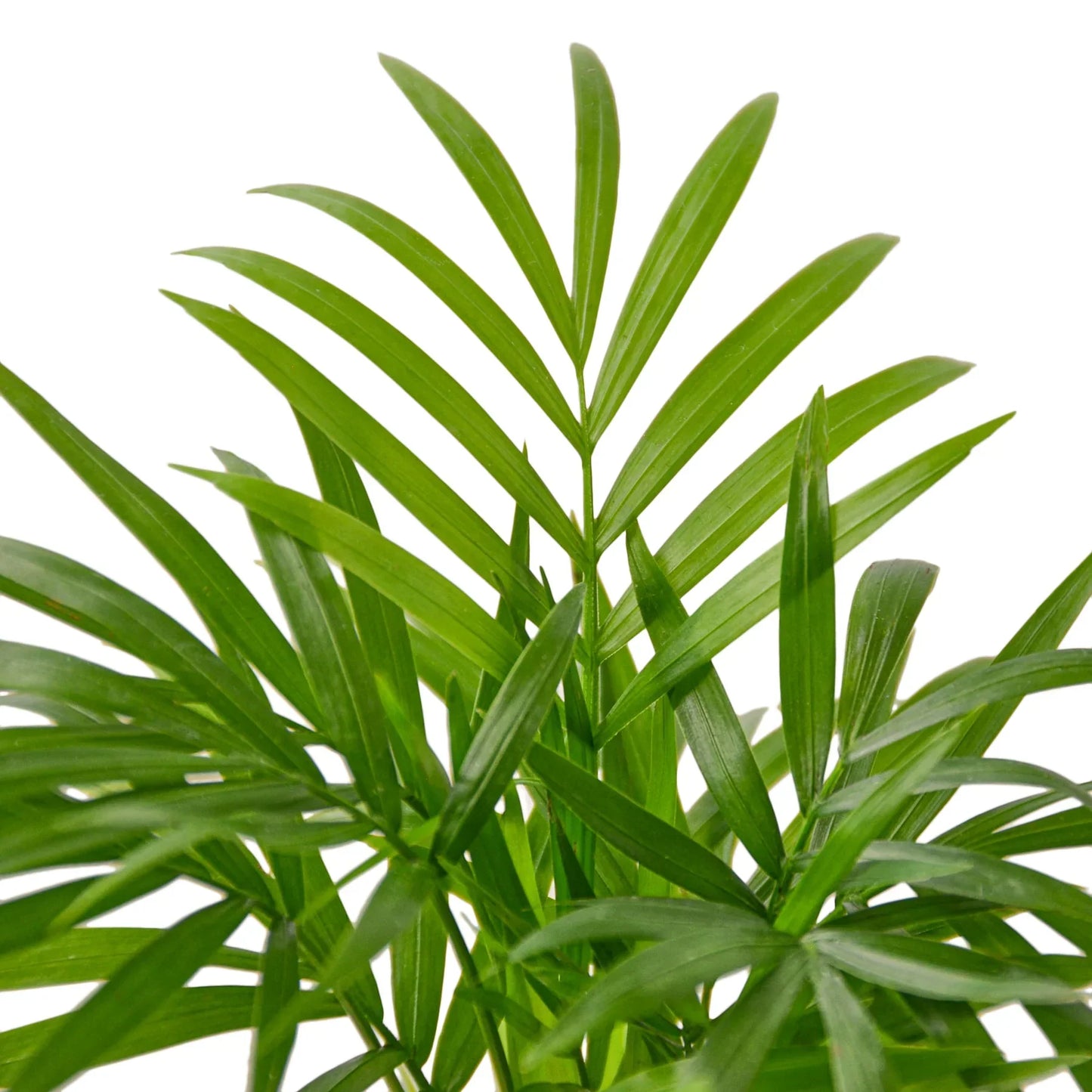 Parlor Palm Live Plant – Pet-Safe