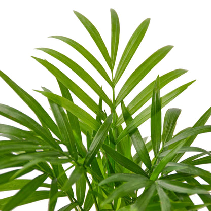 Parlor Palm Live Plant – Pet-Safe