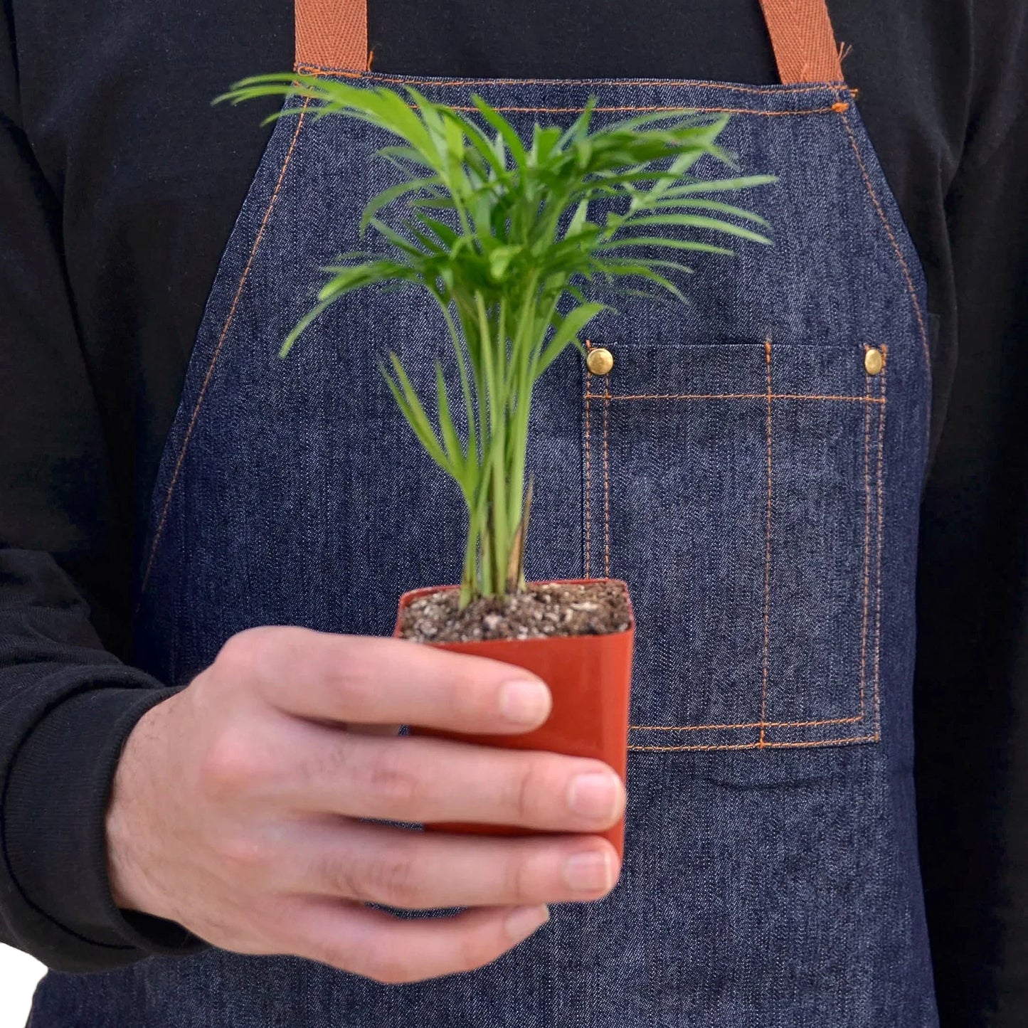 Parlor Palm Live Plant – Pet-Safe
