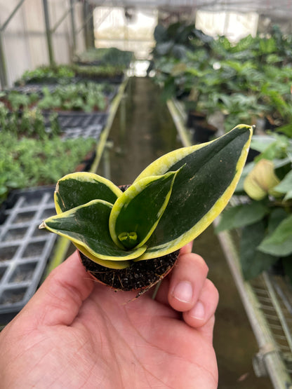 Snake Plant 'Black Gold' Live Plant