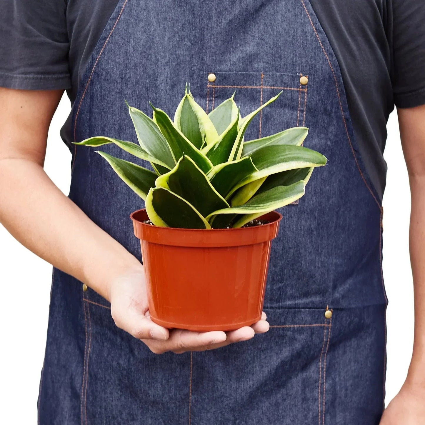 Snake Plant 'Black Gold' Live Plant