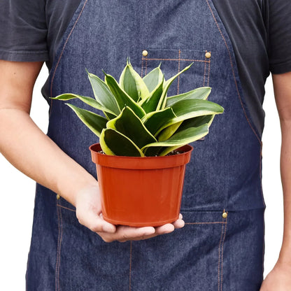 Snake Plant 'Black Gold' Live Plant