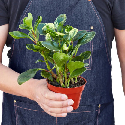 Peperomia 'Marble' Live Plant – Pet-Safe