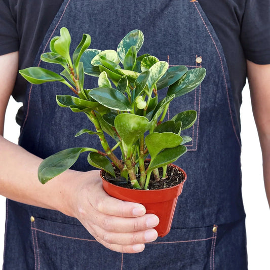 Peperomia 'Marble' Live Plant – Pet-Safe