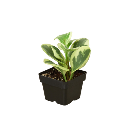 Peperomia 'Marble' Live Plant – Pet-Safe