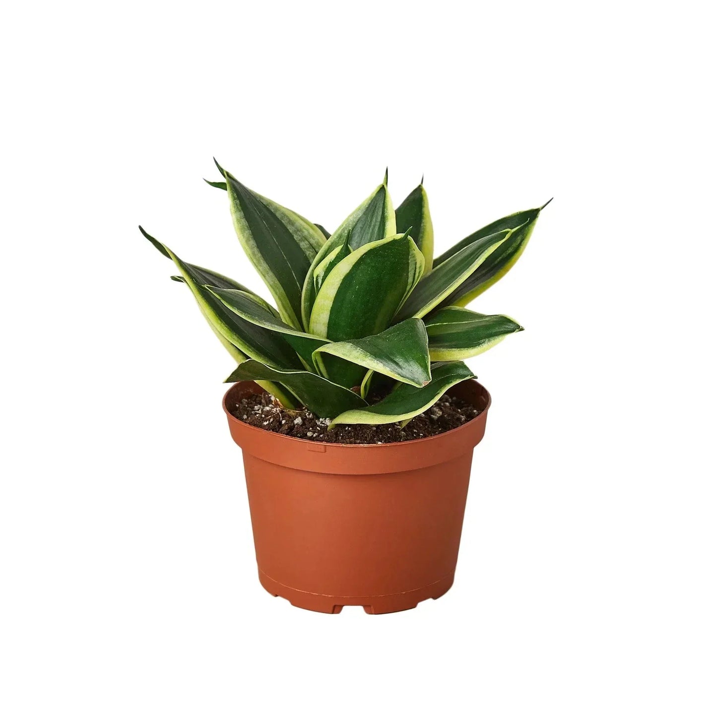 Snake Plant 'Black Gold' Live Plant