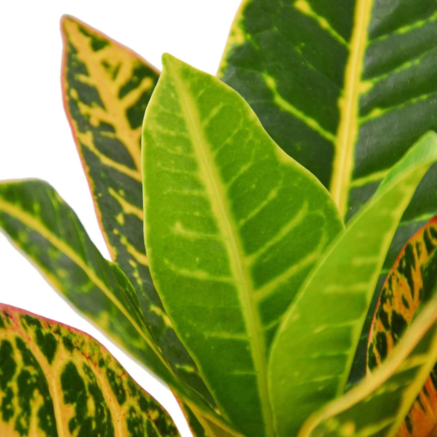 Croton Petra 'Joseph's Coat' Live Plant