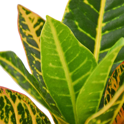 Croton Petra 'Joseph's Coat' Live Plant