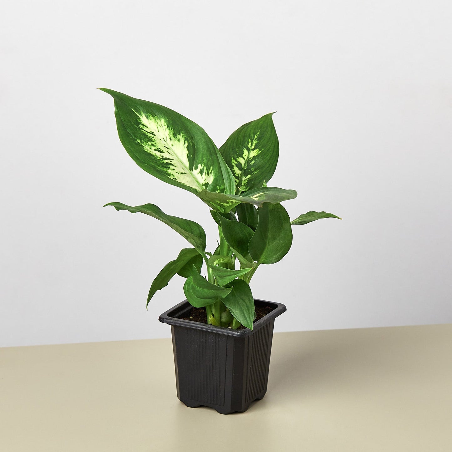 Dieffenbachia 'Camille' Live Plant