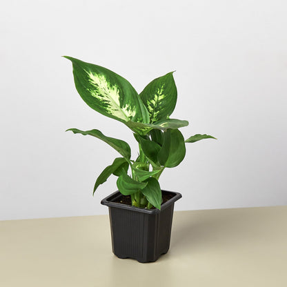 Dieffenbachia 'Camille' Live Plant