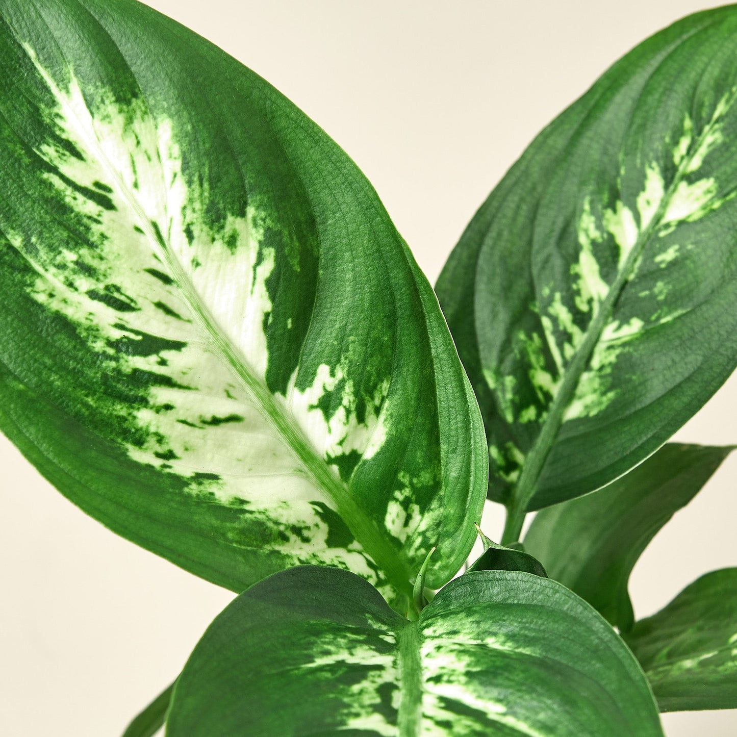 Dieffenbachia 'Camille' Live Plant