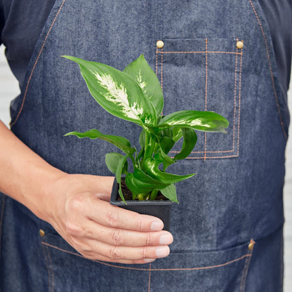 Dieffenbachia 'Camille' Live Plant