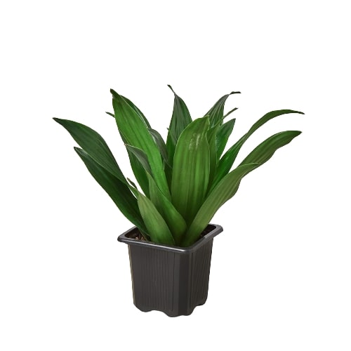 Dracaena 'Janet Craig' Live Plant