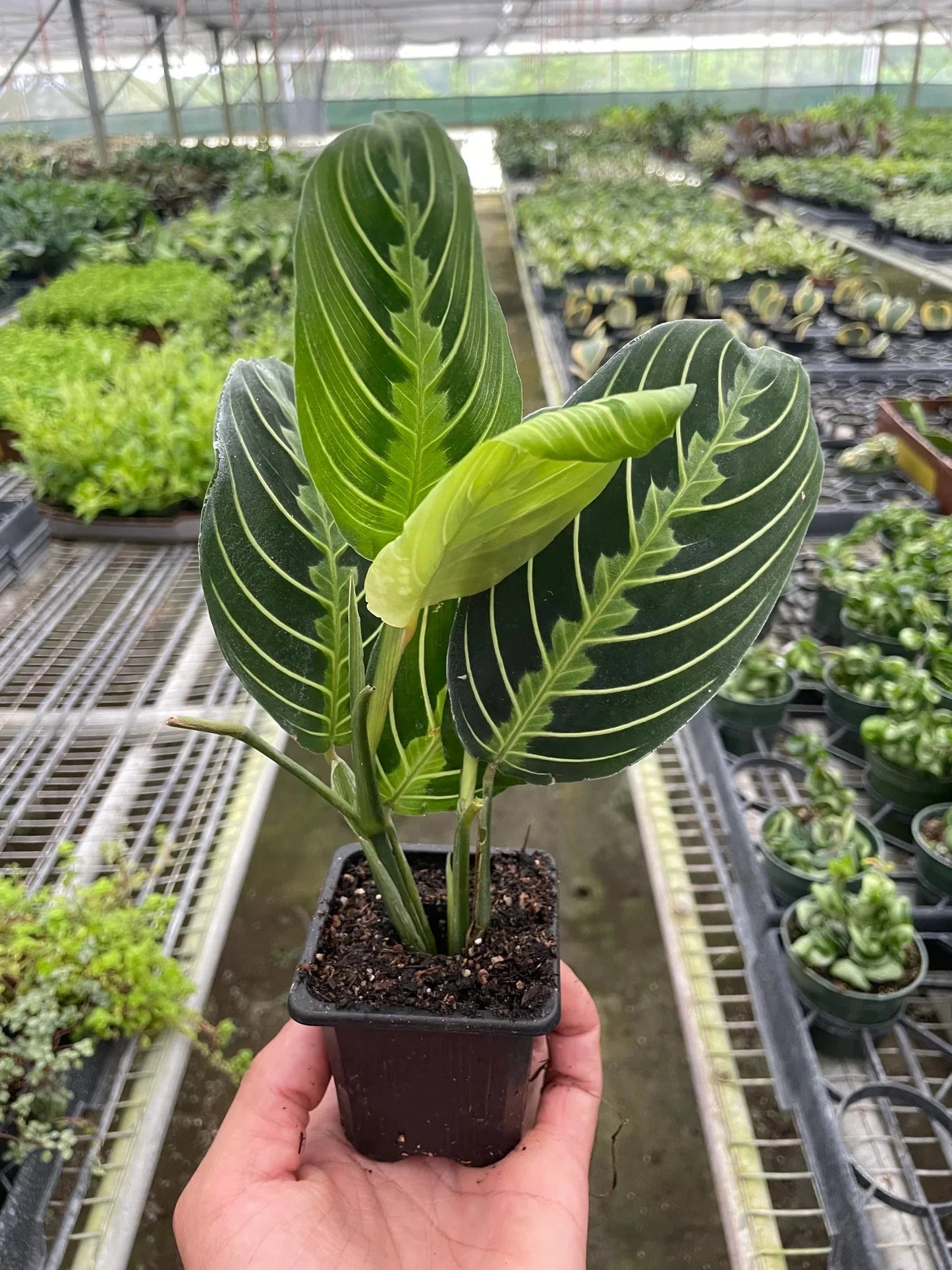 Maranta 'Lemon Lime' Live Plant – Prayer Plant