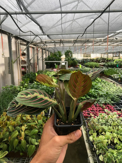 Maranta 'Red Prayer' Live Plant – Prayer Plant